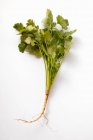 Hojas de cilantro con raíz - foto de stock