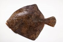 Свіжа ціла риба турбот — стокове фото