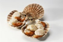 Vista close-up de vieiras em conchas na superfície branca — Fotografia de Stock