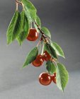 Fresh cherries on branch — Stock Photo