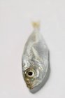 Pequeña anchoa fresca - foto de stock
