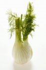 Fennel bulb with leaves — Stock Photo