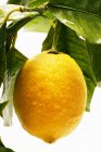 Лимон на ветке с листьями — стоковое фото