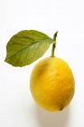 Лимон зі стеблом і листям — стокове фото