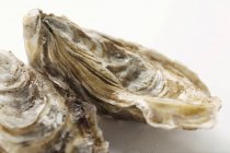 Frische Austern, Nahaufnahme — Stockfoto