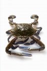 Closeup view of one blue crab on white surface — Stock Photo