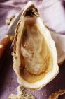 Closeup view of opened oyster on purple cloth — Stock Photo