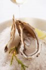 Устрицы на морской соли, крупным планом — стоковое фото