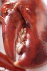 Cooked lobster, detail of claw — Stock Photo