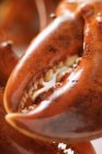 Cooked lobster, detail of claw — Stock Photo
