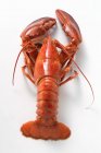 Single boiled lobster — Stock Photo