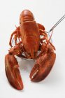 Cooked lobster on ladle — Stock Photo