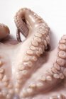 Fresh octopus, detail — Stock Photo