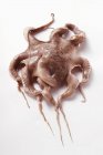 Свежий осьминог, крупный план — стоковое фото