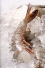 King prawns without heads — Stock Photo