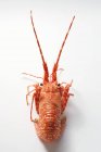 Spiny lobster from behind — Stock Photo