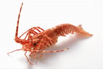 Spiny lobster, side view — Stock Photo