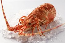 Спін-омари на подрібненому льоду — стокове фото