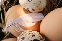 Huevos marrones y plumas - foto de stock