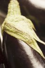 Свежие спелые баклажаны — стоковое фото