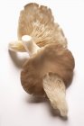 Three oyster mushrooms — Stock Photo