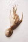 Мини-осьминог, крупным планом на белом — стоковое фото