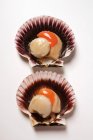 Closeup top view of two scallops in shells on white surface — Stock Photo