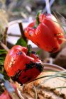 Grilled peppers for picnic in open air — Stock Photo