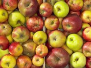 Fresh ripe Apples — Stock Photo