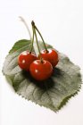 Fresh ripe cherries — Stock Photo