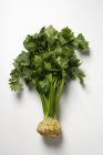 Celeriac com folhas que colocam na superfície branca — Fotografia de Stock