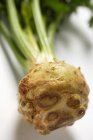 Verde cru Celeriac close-up no fundo branco — Fotografia de Stock