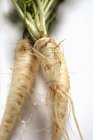 Two Hamburg parsley roots — Stock Photo