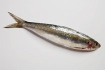 Fresh raw sardine — Stock Photo