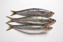 Fresh raw sardines — Stock Photo