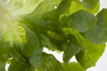 Fresh Lettuce leaves — Stock Photo