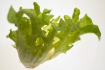 Eichenblattsalat — Stockfoto