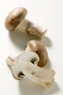 Shiitake mushroom, close-up — Stock Photo