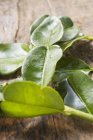Свежие лимонные листья — стоковое фото