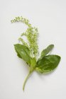 Fresh Basil with flowers — Stock Photo