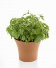 Fresh Basil in pot — Stock Photo