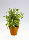 Tarragon growing in pot — Stock Photo