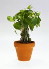 Peppermint growing in pot — Stock Photo