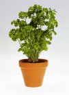 Parsley growing in pot — Stock Photo