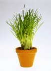 Chives growing in pot — Stock Photo
