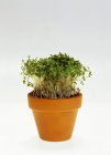Cress growing in pot — Stock Photo