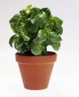 Basil growing in pot — Stock Photo