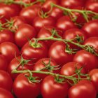 Tomates frescos maduros con tallos - foto de stock