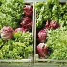 Grüne und rote Salate — Stockfoto