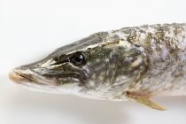 Свежая рыбья голова — стоковое фото